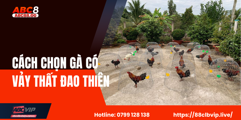 Cách Chọn Gà Có Vảy Thất Đao Thiên