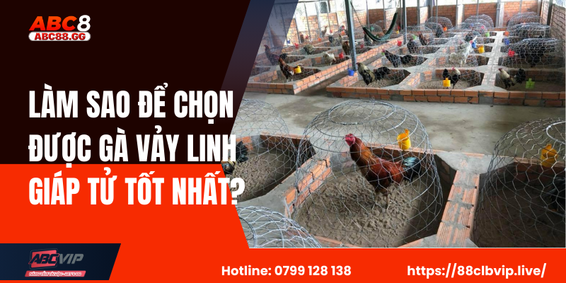 Làm Sao Để Chọn Được Gà Vảy Linh Giáp Tử Tốt Nhất?